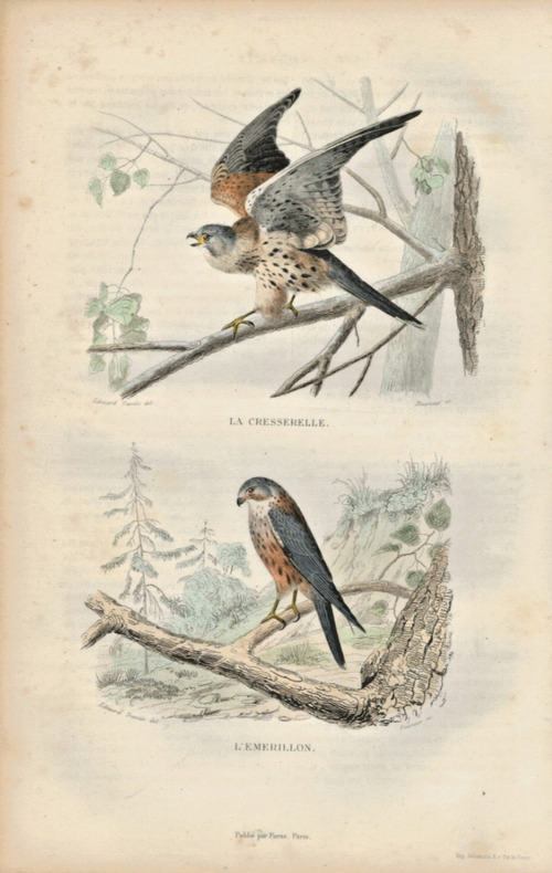 Gravure Buffon " Les oiseaux ". La Cresserelle, l'Emmerillon. Buffon et Cuvier