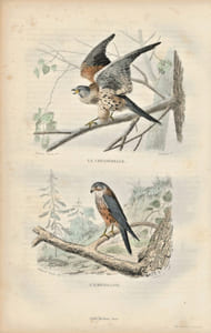 Gravure Buffon " Les oiseaux ". La Cresserelle, l'Emmerillon