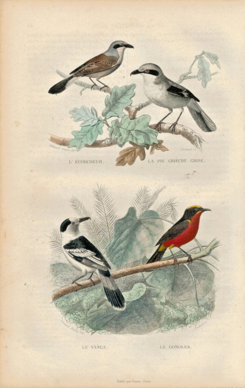 Gravure Buffon " Les oiseaux ". L’&Eacute;corcheur, la Pie gri&egrave;che grise, le Vanga, le Conolek. Buffon et Cuvier