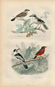 Gravure Buffon " Les oiseaux ". L’Écorcheur, la Pie grièche grise, le Vanga, le Conolek