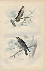 Gravure Buffon " Les oiseaux ". Le Hobereau, le Faucon