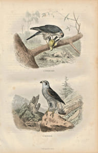 Gravure Buffon " Les oiseaux ". L’Épervier, l'Autour