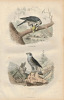 Gravure Buffon " Les oiseaux ". L’&Eacute;pervier, l'Autour. Buffon et Cuvier
