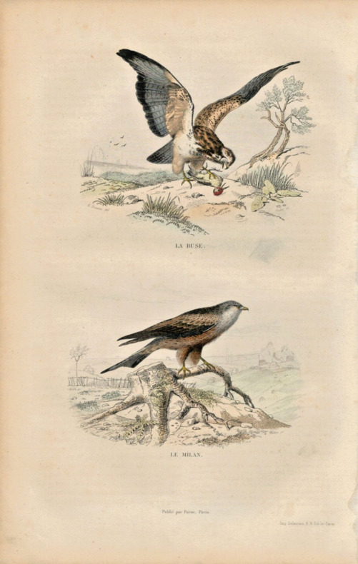 Gravure Buffon " Les oiseaux ". La Buse, le Milan. Buffon et Cuvier