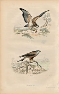 Gravure Buffon " Les oiseaux ". La Buse, le Milan