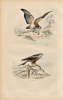 Gravure Buffon " Les oiseaux ". La Buse, le Milan. Buffon et Cuvier