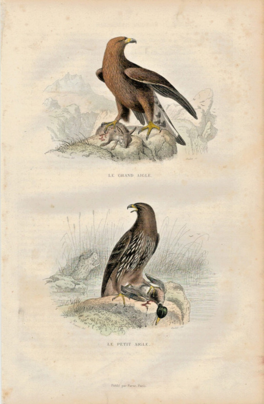 Gravure Buffon " Les oiseaux ". Le grand Aigle, le petit Aigle. Buffon et Cuvier