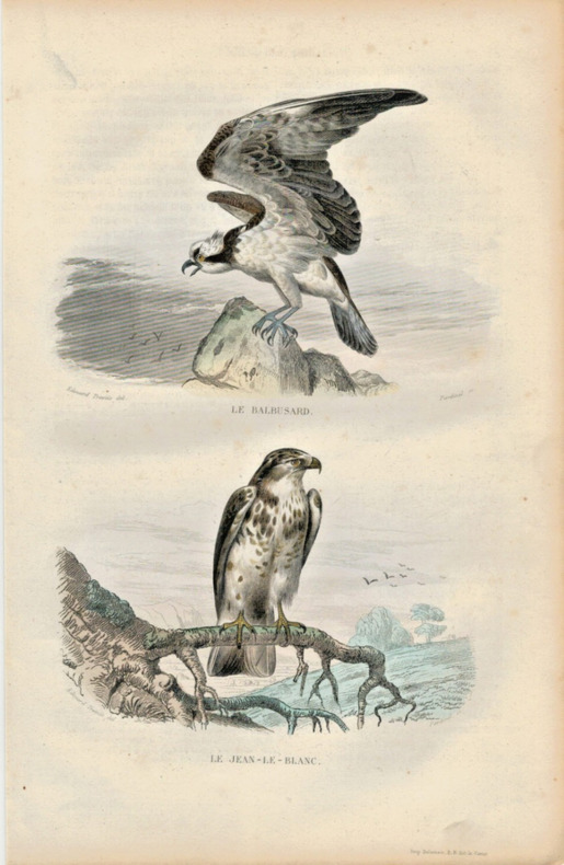 Gravure Buffon " Les oiseaux ". Le Balbusard, le Jean le Blanc. Buffon et Cuvier