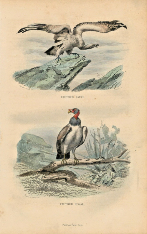 Gravure Buffon " Les oiseaux ". Le Vautour fauve, le Vautour Royal. Buffon et Cuvier