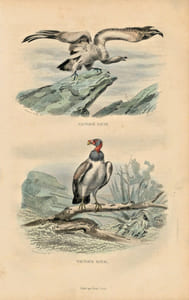 Gravure Buffon " Les oiseaux ". Le Vautour fauve, le Vautour Royal