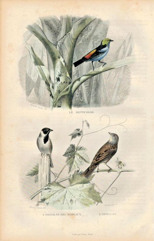 Gravure Buffon " Les oiseaux ". Le Septicolor, l'ortolan des roseaux, l'ortolan. Buffon et Cuvier