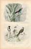Gravure Buffon " Les oiseaux ". Le Septicolor, l'ortolan des roseaux, l'ortolan. Buffon et Cuvier