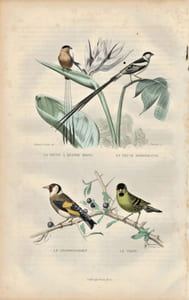 Gravure Buffon " Les oiseaux ". La veuve à quatre brins, la Veuve dominicaine, le Chardonneret, le Tarin