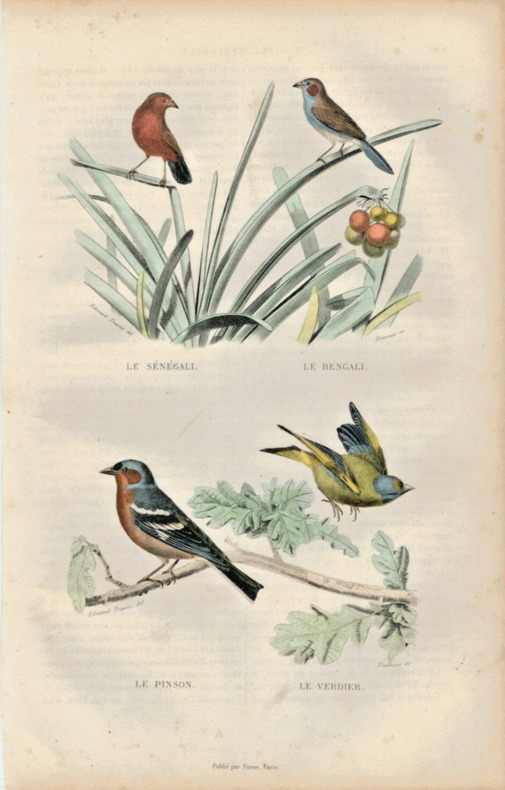 Gravure Buffon " Les oiseaux ". Le S&eacute;n&eacute;gal, le Bengali, le Pinson, le Verdier. Buffon et Cuvier