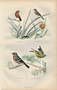 Gravure Buffon " Les oiseaux ". Le Sénégal, le Bengali, le Pinson, le Verdier
