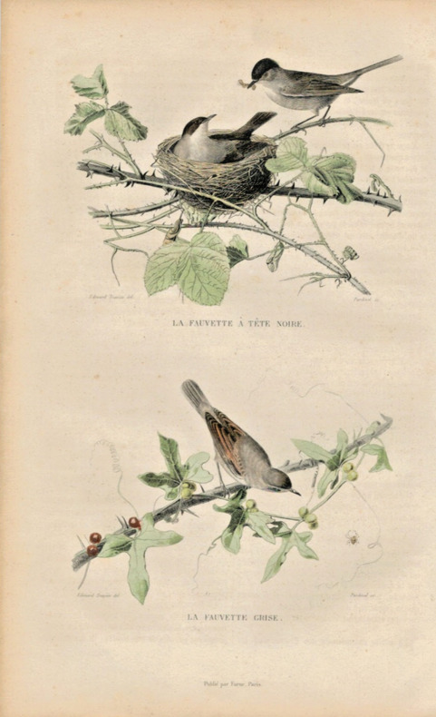 Gravure Buffon " Les oiseaux ". La Fauvette &agrave; t&ecirc;te noire, la Fauvette grise. Buffon et Cuvier