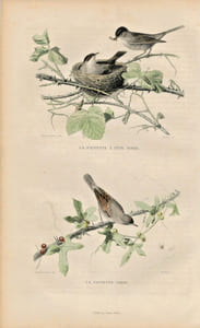 Gravure Buffon " Les oiseaux ". La Fauvette à tête noire, la Fauvette grise