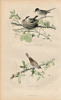 Gravure Buffon " Les oiseaux ". La Fauvette &agrave; t&ecirc;te noire, la Fauvette grise. Buffon et Cuvier