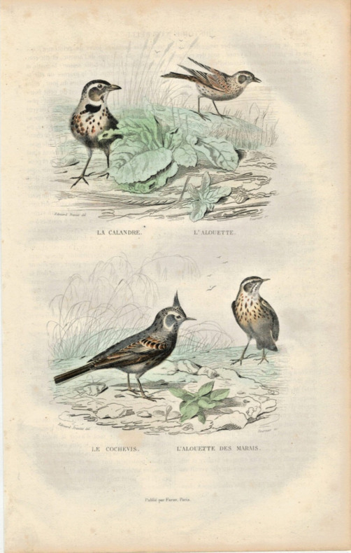 Gravure Buffon " Les oiseaux ". La Calandre, l'Alouette, le Cochevis, l'Alouette des marais. Buffon et Cuvier