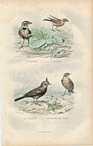 Gravure Buffon " Les oiseaux ". La Calandre, l'Alouette, le Cochevis, l'Alouette des marais