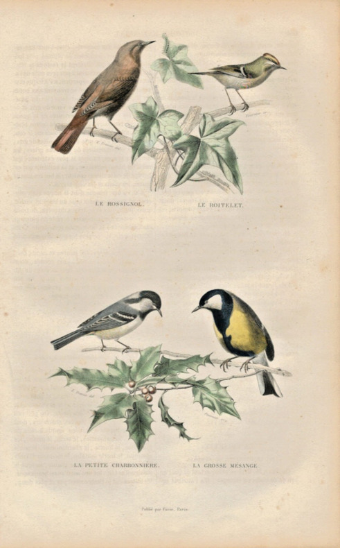 Gravure Buffon " Les oiseaux ". Le Rossignol, le Roitelet, la petite Charbonni&egrave;re, la grosse m&eacute;sange. Buffon et Cuvier