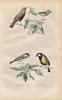 Gravure Buffon " Les oiseaux ". Le Rossignol, le Roitelet, la petite Charbonni&egrave;re, la grosse m&eacute;sange. Buffon et Cuvier