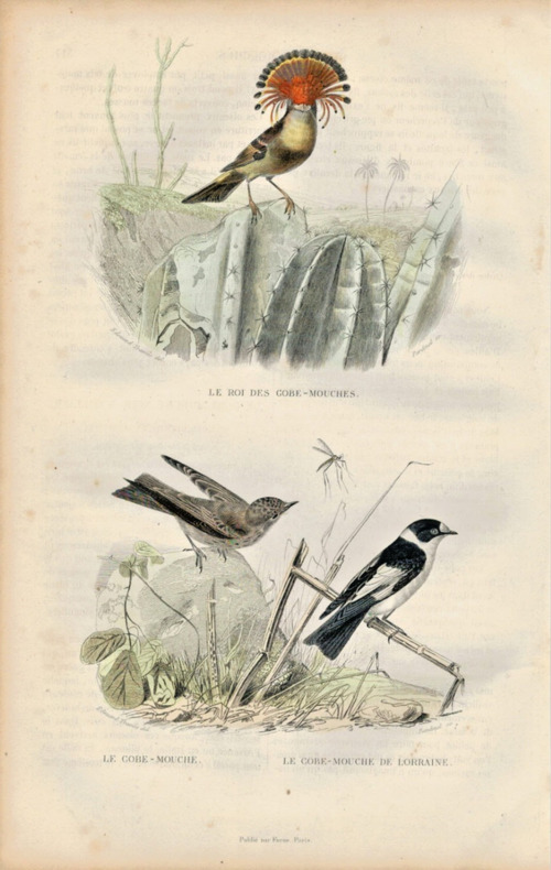 Gravure Buffon " Les oiseaux ". Le Roi des gobes-mouches, le Gobe mouche, le gobe mouche de Lorraine. Buffon et Cuvier