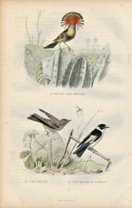 Gravure Buffon " Les oiseaux ". Le Roi des gobes-mouches, le Gobe mouche, le gobe mouche de Lorraine