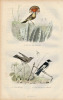 Gravure Buffon " Les oiseaux ". Le Roi des gobes-mouches, le Gobe mouche, le gobe mouche de Lorraine. Buffon et Cuvier
