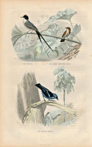 Gravure Buffon " Les oiseaux ". Le Savana, le Gobe mouche roux, le pitpit bleu