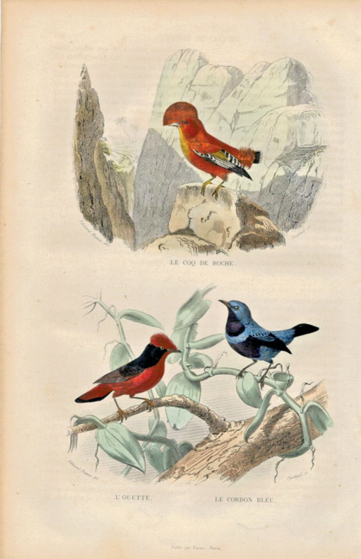 Gravure Buffon " Les oiseaux ". Le Coq de roche, l'Ouette, le Cordon bleu. Buffon et Cuvier