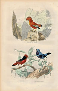 Gravure Buffon " Les oiseaux ". Le Coq de roche, l'Ouette, le Cordon bleu