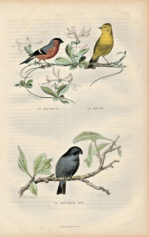 Gravure Buffon " Les oiseaux ". Le Bouvreuil, le Bruant, le Bouvreuil noir. Buffon et Cuvier