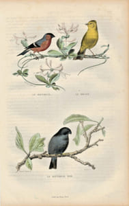 Gravure Buffon " Les oiseaux ". Le Bouvreuil, le Bruant, le Bouvreuil noir