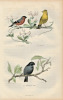 Gravure Buffon " Les oiseaux ". Le Bouvreuil, le Bruant, le Bouvreuil noir. Buffon et Cuvier