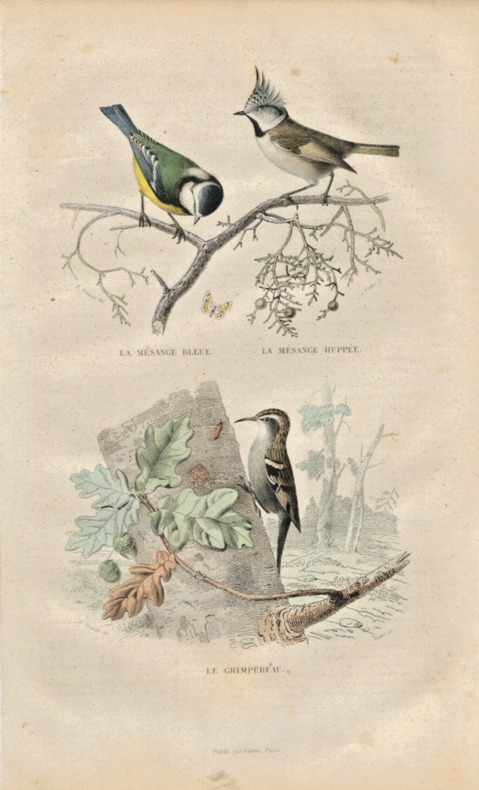 Gravure Buffon " Les oiseaux ". La M&eacute;sange bleue, la M&eacute;sange hupp&eacute;e, le Grimpereau. Buffon et Cuvier