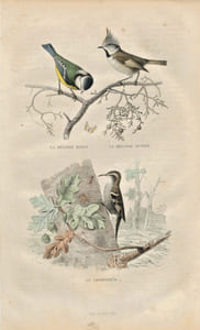 Gravure Buffon " Les oiseaux ". La Mésange bleue, la Mésange huppée, le Grimpereau