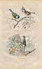 Gravure Buffon " Les oiseaux ". La M&eacute;sange bleue, la M&eacute;sange hupp&eacute;e, le Grimpereau. Buffon et Cuvier