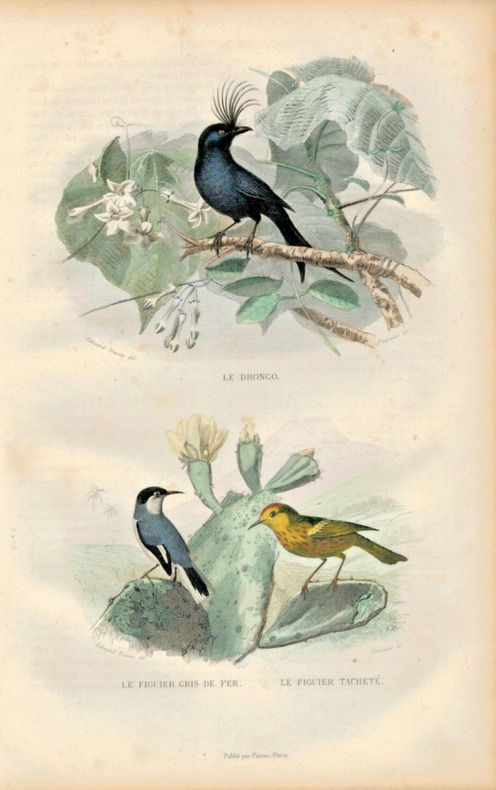 Gravure Buffon " Les oiseaux ". Le Drogon, le Figuier gris de fer, le Figuier tachet&eacute;. Buffon et Cuvier