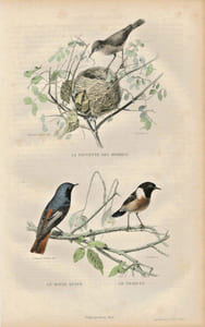 Gravure Buffon " Les oiseaux ". La Fauvette des roseaux, le Rouge queue, le Traquet