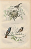 Gravure Buffon " Les oiseaux ". La Fauvette des roseaux, le Rouge queue, le Traquet. Buffon et Cuvier