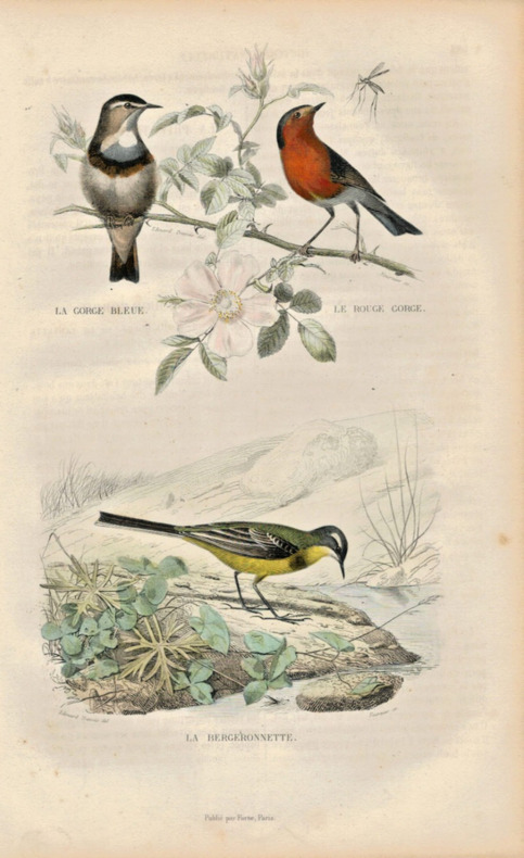 Gravure Buffon " Les oiseaux ". La Gorge bleue, le Rouge gorge, la Bergeronnette. Buffon et Cuvier