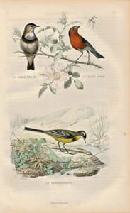Gravure Buffon " Les oiseaux ". La Gorge bleue, le Rouge gorge, la Bergeronnette