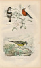 Gravure Buffon " Les oiseaux ". La Gorge bleue, le Rouge gorge, la Bergeronnette. Buffon et Cuvier