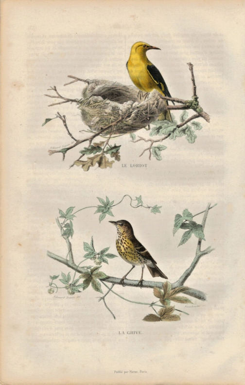 Gravure Buffon " Les oiseaux ". Le Loriot, la Grive. Buffon et Cuvier