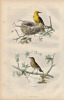 Gravure Buffon " Les oiseaux ". Le Loriot, la Grive. Buffon et Cuvier