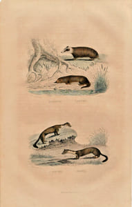 Gravure Buffon Blaireau, Loutre, Fouine, Marte