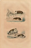 Gravure Buffon Blaireau, Loutre, Fouine, Marte. Buffon et Cuvier