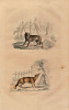 Gravure Buffon le Loup, le Renard. Buffon et Cuvier