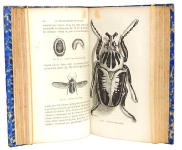 Les métamorphoses des insectes. 350 vignettes. 1870